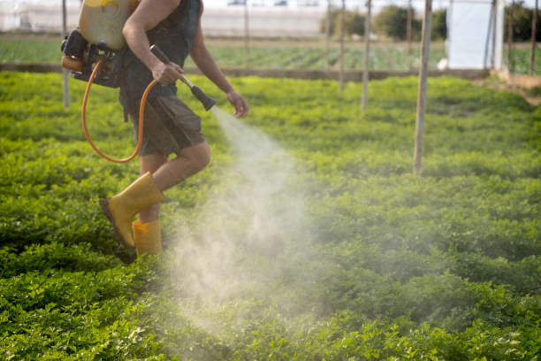 Best Rat Extermination Near Me  in Home Garden, CA
