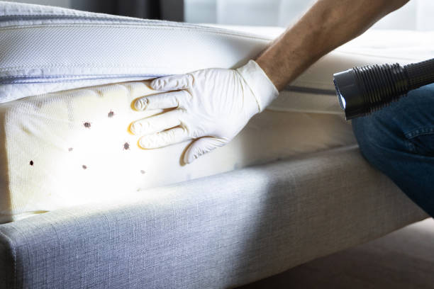 Best Mosquito Control Services  in Home Garden, CA
