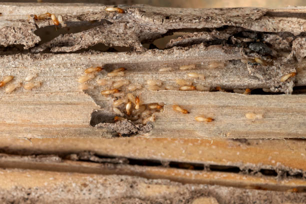 Best Commercial Pest Control Services  in Home Garden, CA
