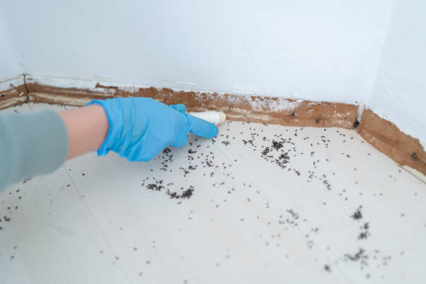 Best Insect Control  in Home Garden, CA
